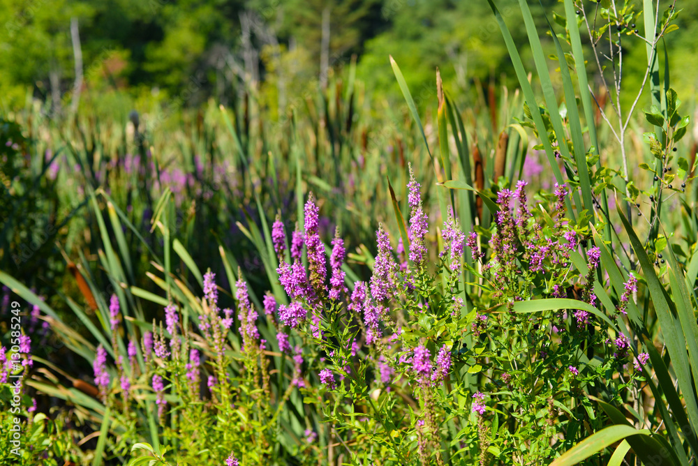 Fototapeta premium Purple Loosestrife and grasses