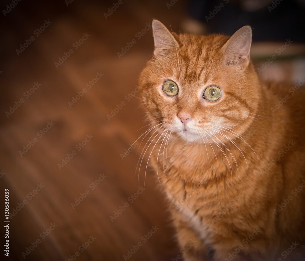 Lovely red cat. Soft focus. Lovely red cat. Soft focus.