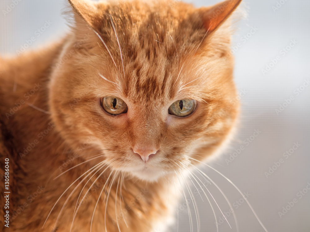 Lovely red cat. Soft focus.