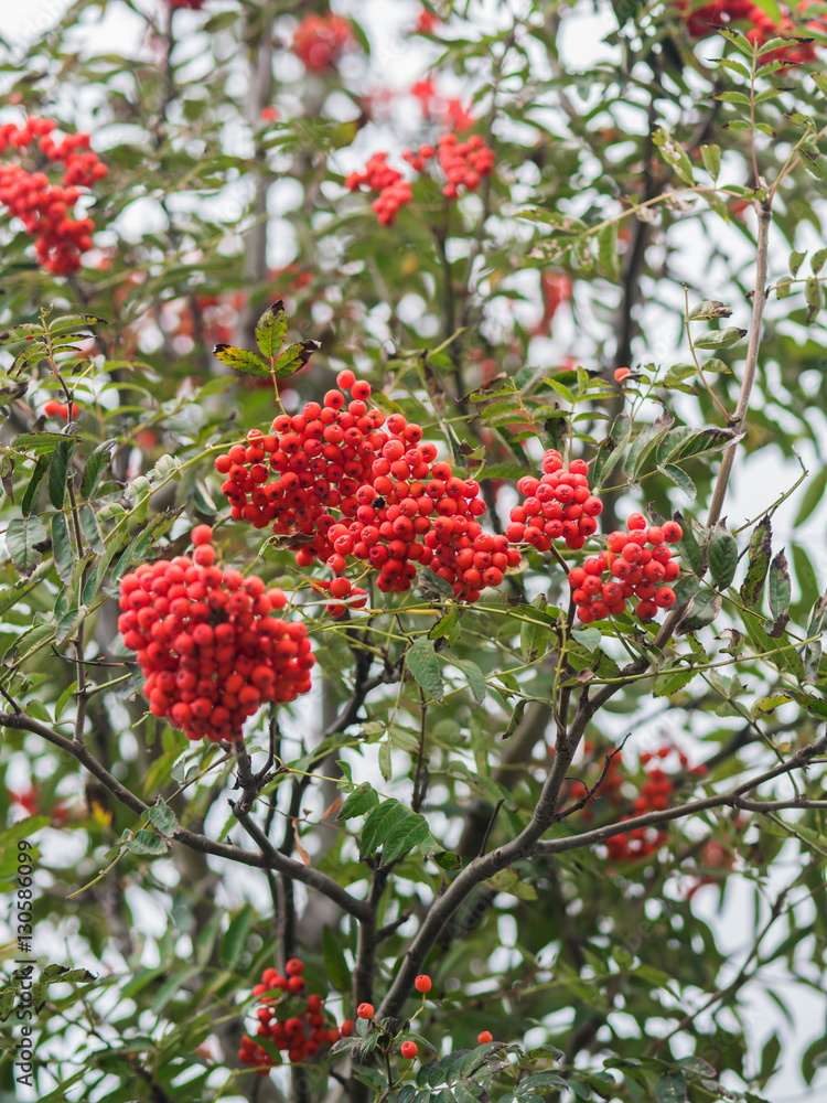 Rowan berries. Selective focus. Rowan berries. Selective focus.