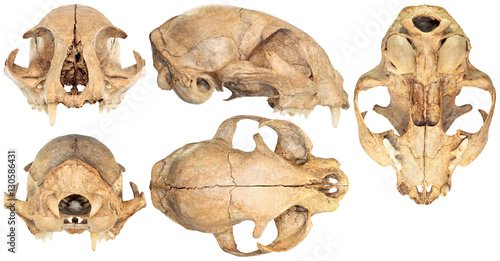 Five views of cat skull isolated on white background