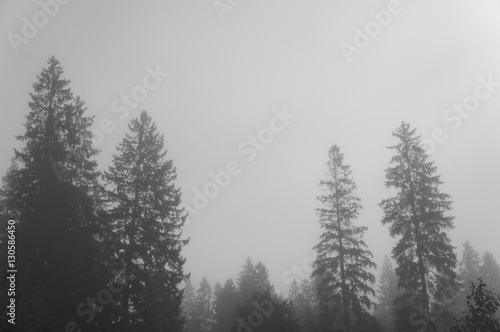 Misty forest tree landscape black and white