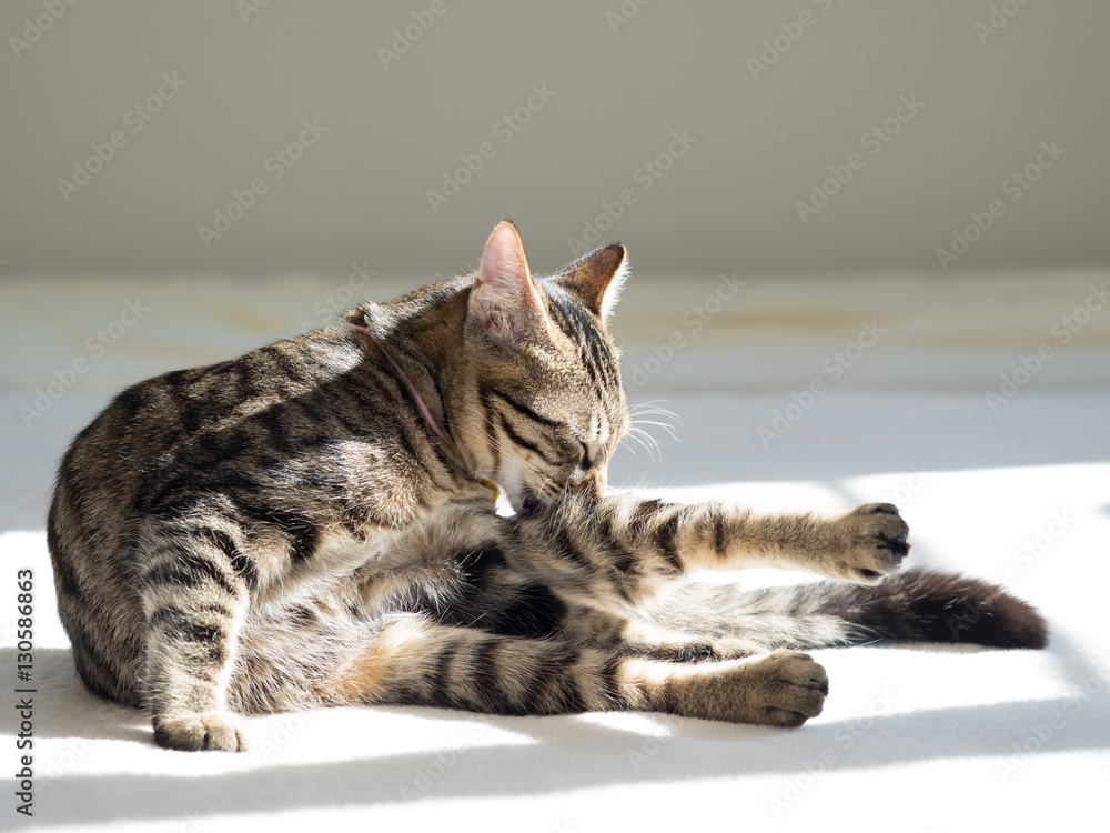 毛づくろいをする子猫 毛づくろいをする子猫