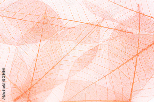 fiber leaf © srisakorn