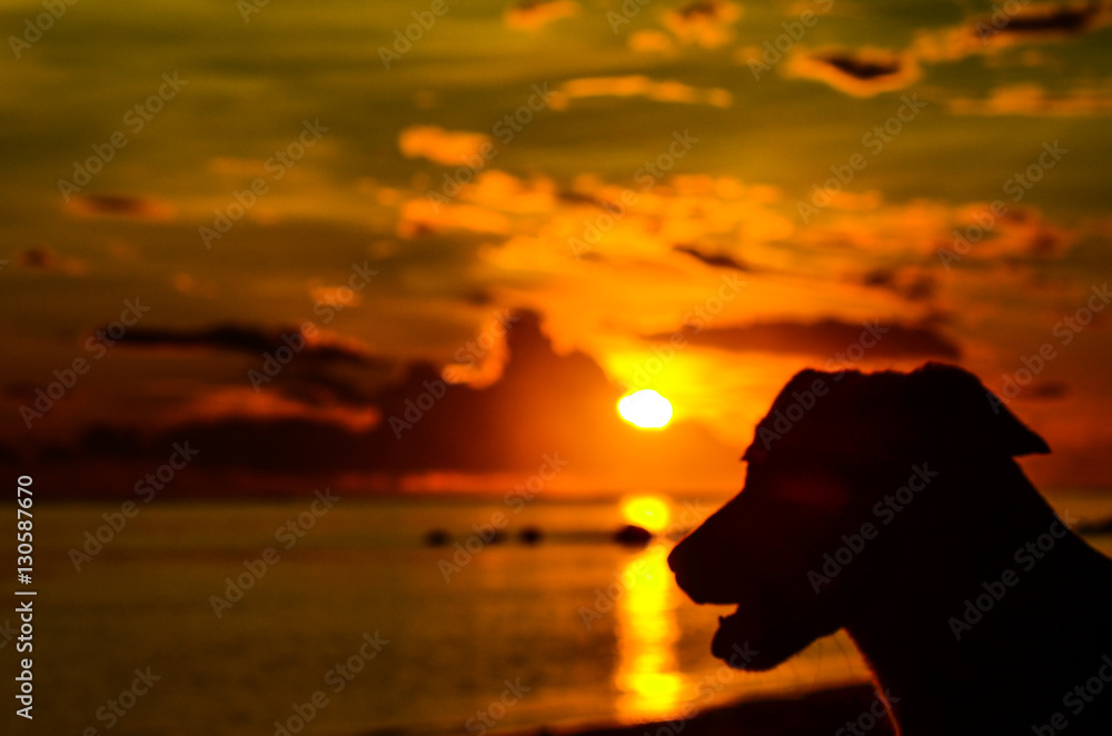 Fototapeta premium sunset