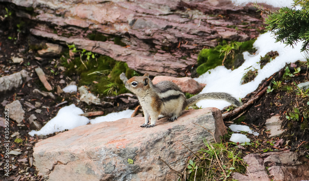 Chipmunk Chipmunk