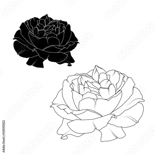 Realistic blooming rose flower blossom isolated. Black and white detailed outline drawing tattoo style. Ying yang concept. Vector design illustration.
