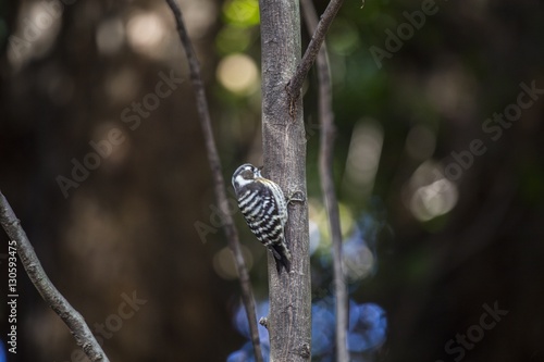 Japanese Pygmy Woodpecker (Yungipicus kizuki) photo