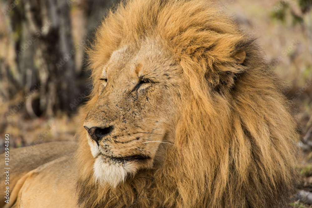 Lion portrait Lion portrait
