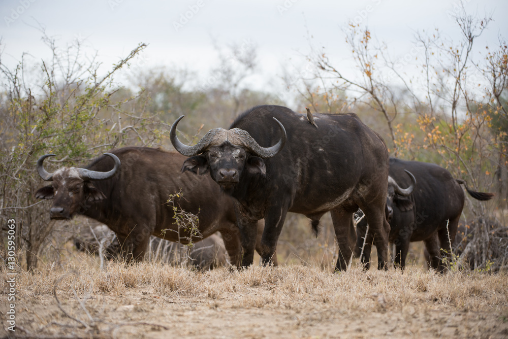 Buffalo Herd Buffalo Herd