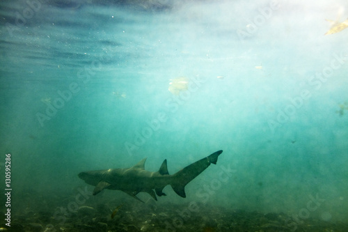 Fototapeta Lemon Shark in the shallows 4