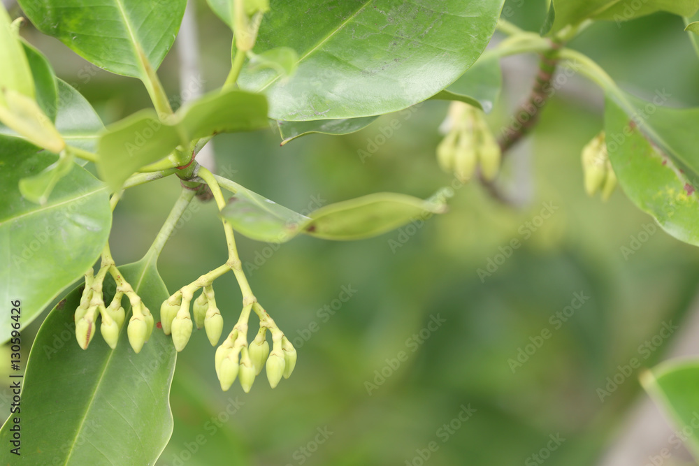 Green mangrove tree in the mangrove forest. Green mangrove tree in the mangrove forest.