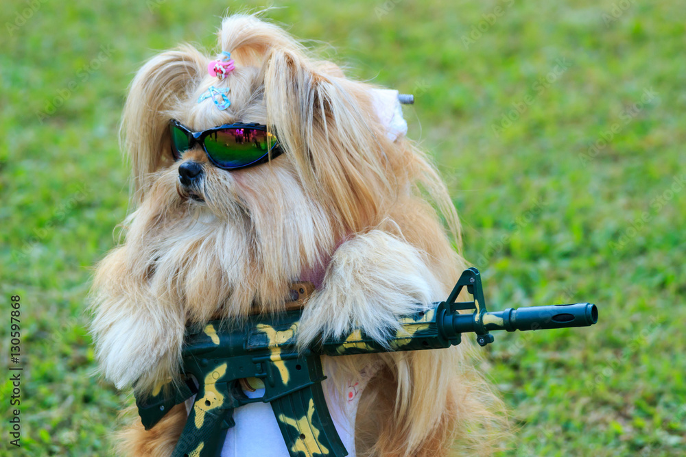 かわいいくてかっこいい サングラス シーズー 犬 銃とギターを構える Stock Photo Adobe Stock