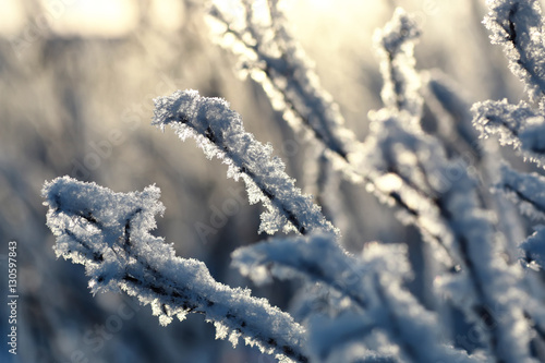 branch of the plant covered with snow winter macro © alexkich
