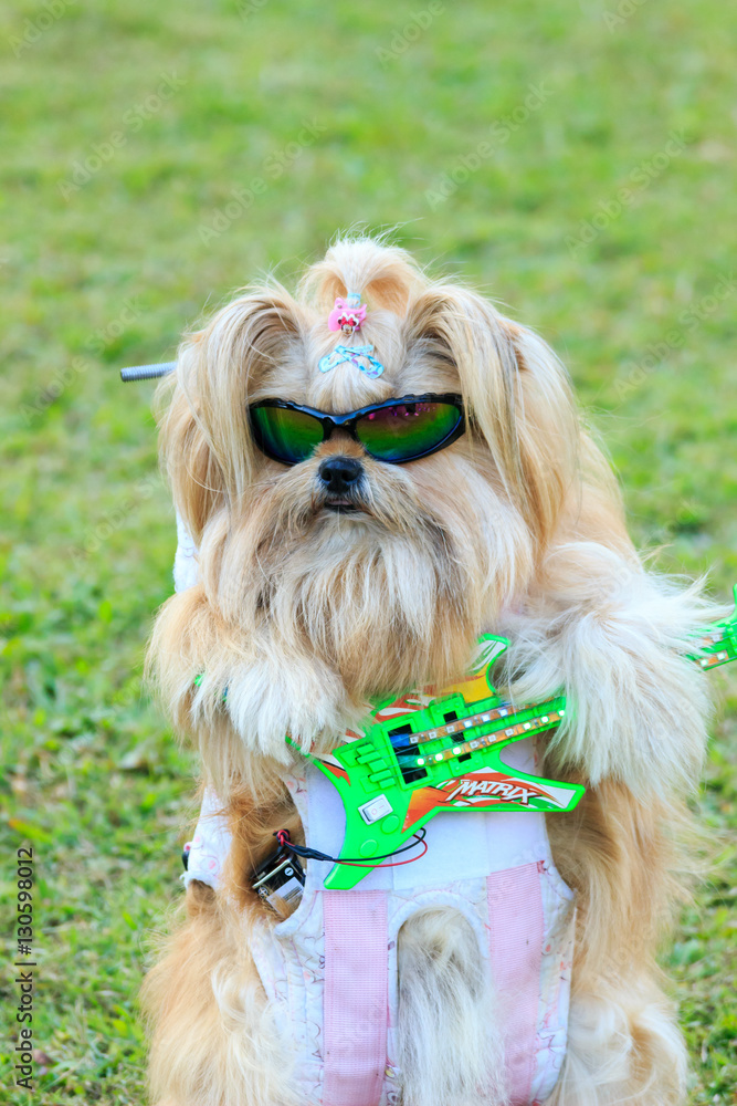 かわいいくてかっこいい サングラス シーズー 犬 銃とギターを構える Stock Photo Adobe Stock かわいいくてかっこいい サングラス シーズー 犬 銃とギターを構える Stock Photo Adobe Stock