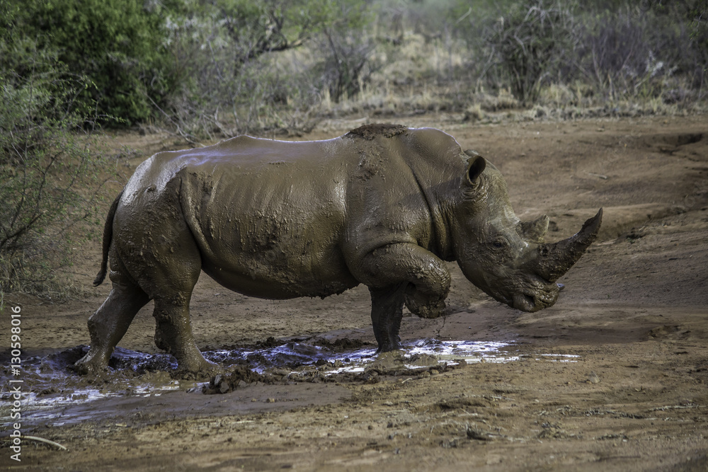 Muddy rhino Muddy rhino