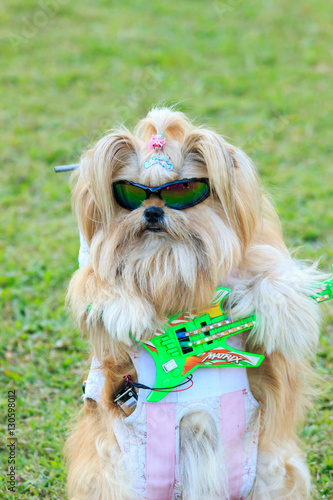 かわいいくてかっこいい サングラス シーズー 犬 銃とギターを構える Stock Photo Adobe Stock かわいいくてかっこいい サングラス シーズー 犬 銃とギターを構える Stock Photo Adobe Stock