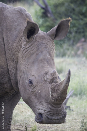 Square Lipped Rhino