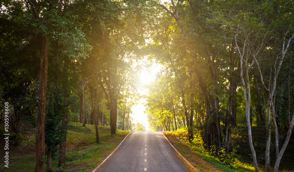 Obraz premium forest road trees along at the country side in thailand