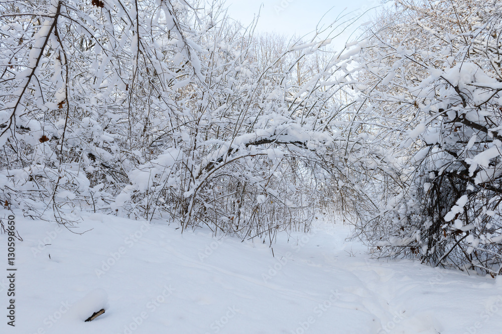 footpath in a snowy winter deciduous forest footpath in a snowy winter deciduous forest