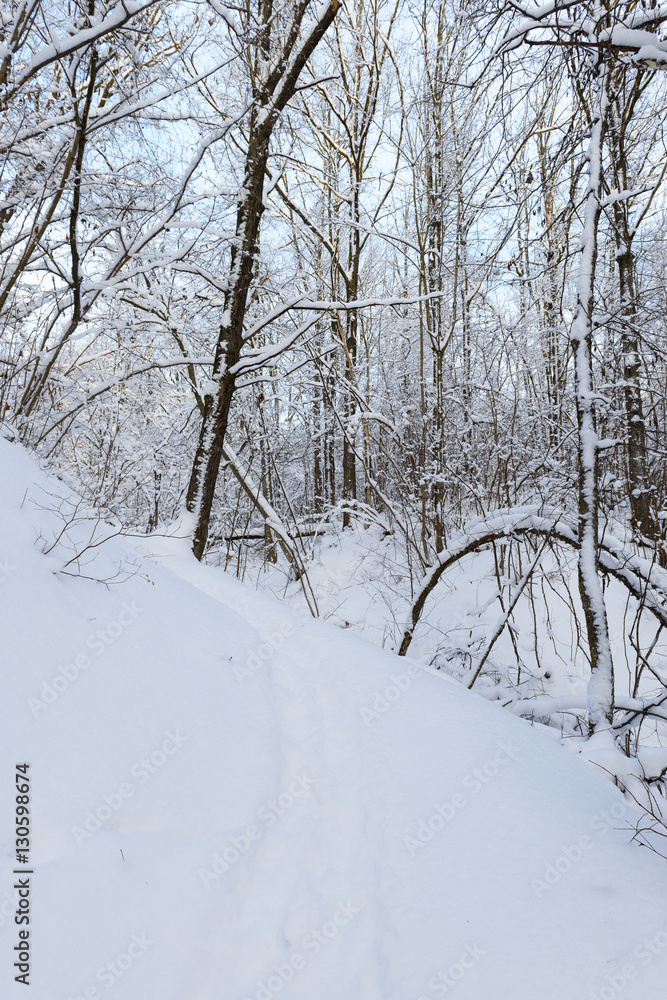 footpath in a snowy winter deciduous forest footpath in a snowy winter deciduous forest