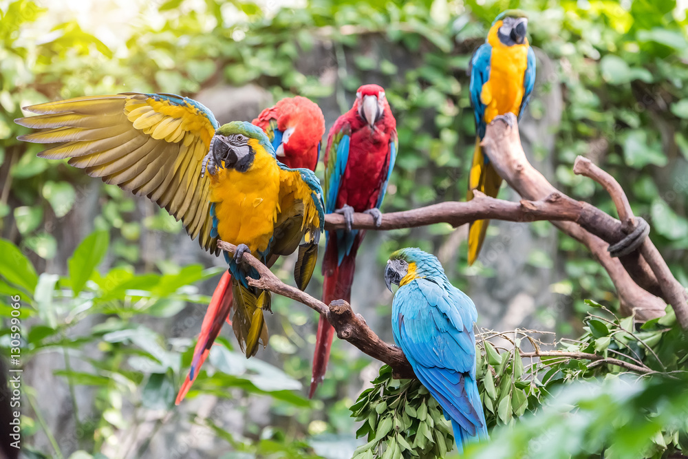 Obraz premium Colourful parrots bird sitting on the perch.