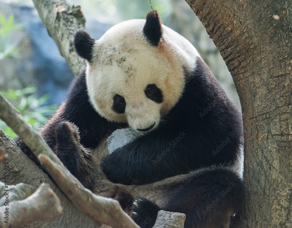 Obraz premium Panda bear sitting in tree