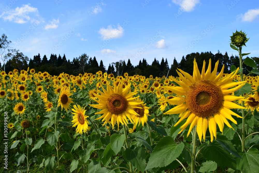 Obraz premium ヒマワリ