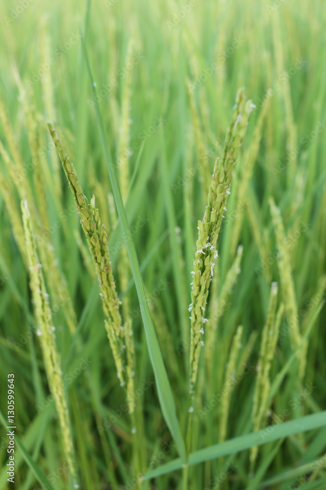 Rice plant near harvest time and evening sunlight. Rice plant near harvest time and evening sunlight.