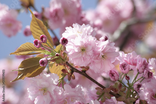 cerry blossom tree photo