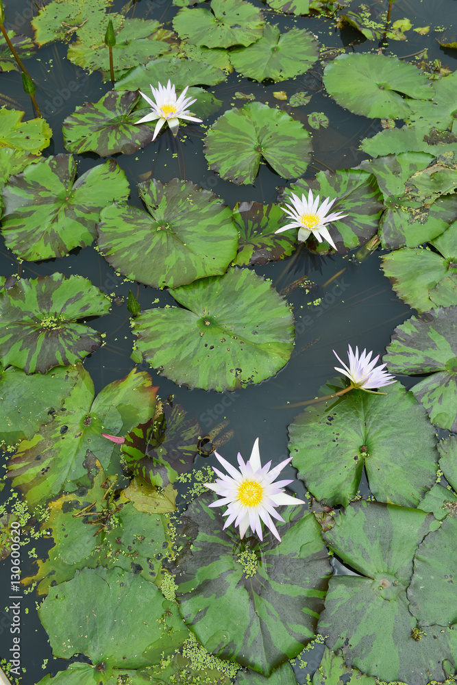 Texture with leaves of water lilies Texture with leaves of water lilies