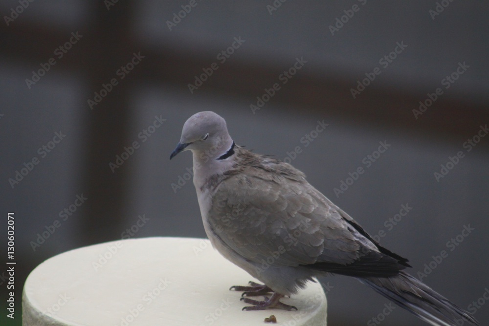 Fototapeta premium autour de la maison