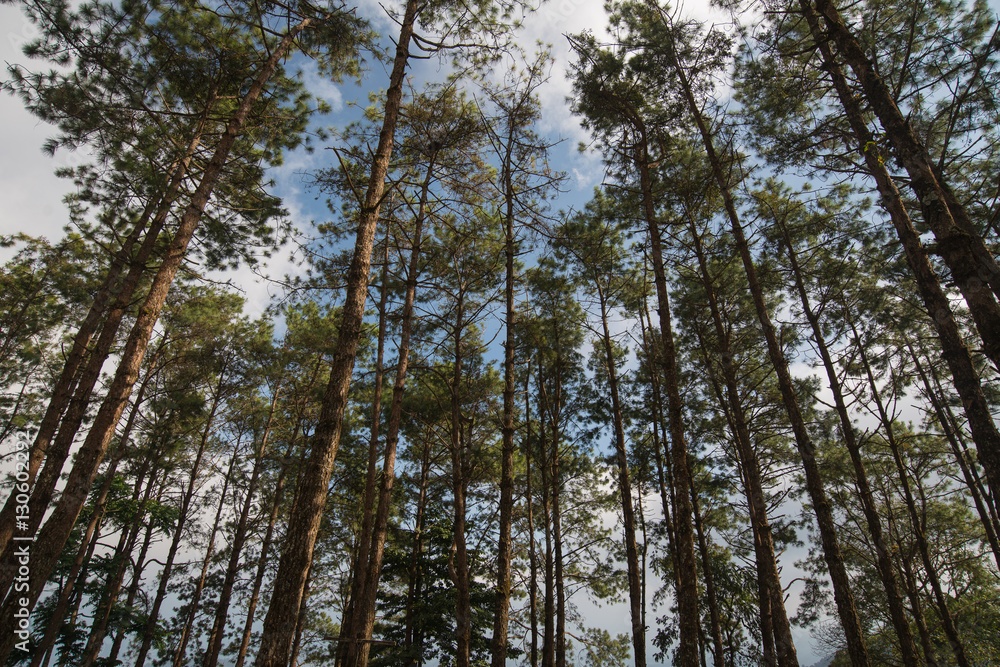 Pine forest. view of pine forest with sky in the north of Thailand. Pine forest. view of pine forest with sky in the north of Thailand.