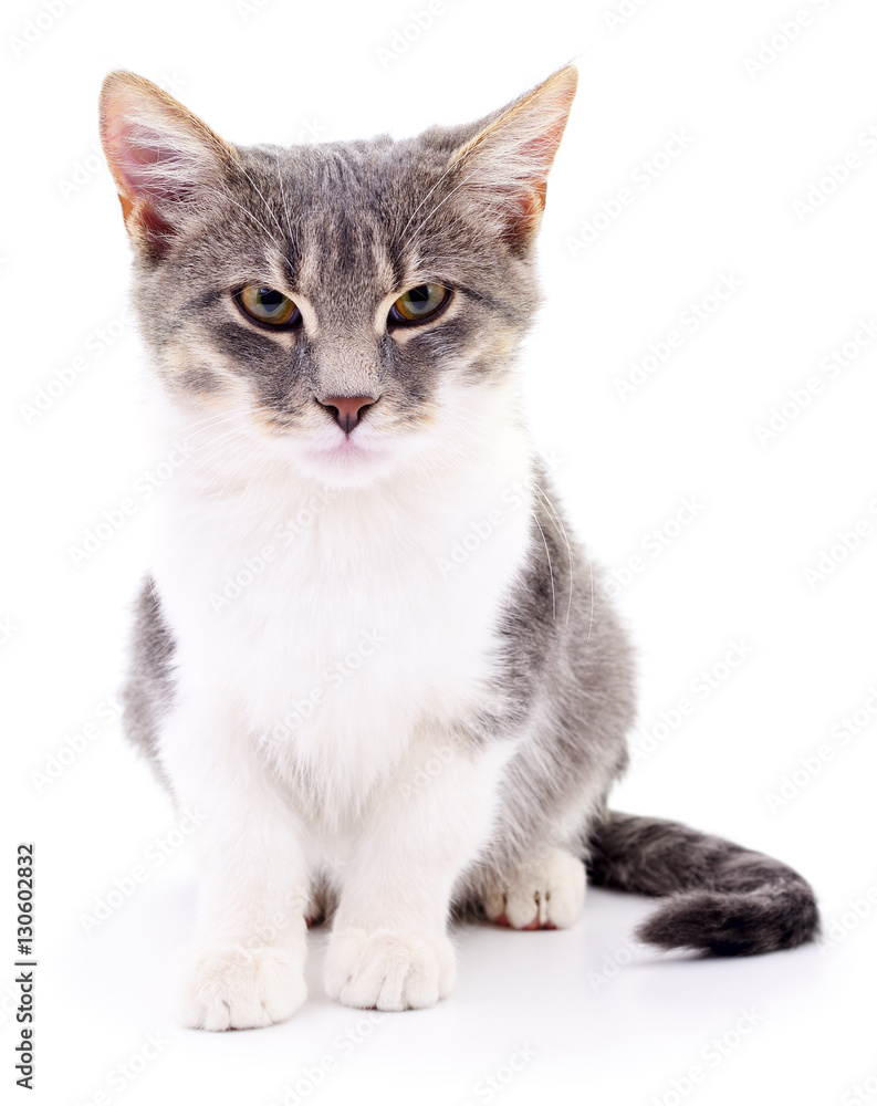 Obraz premium Kitten on white background.