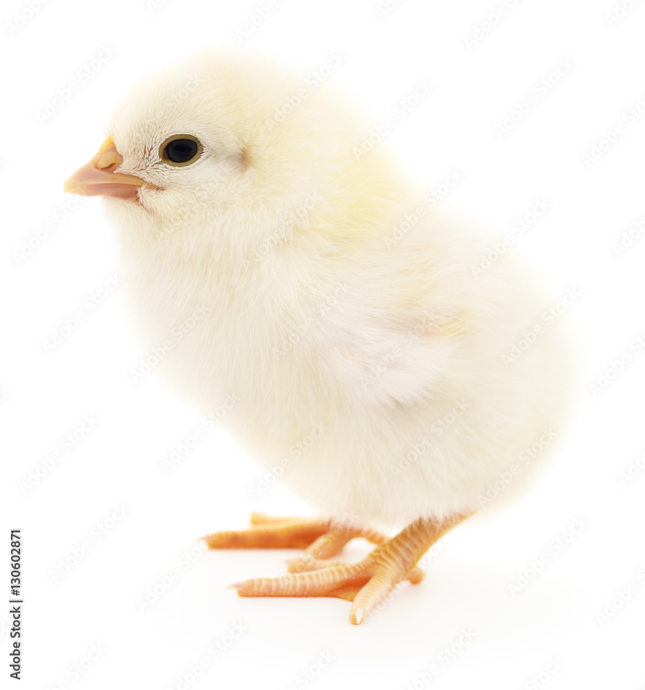Obraz premium Small yellow chicken