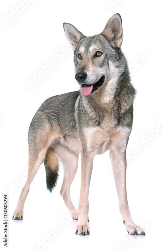 Saarloos wolfdog in studio