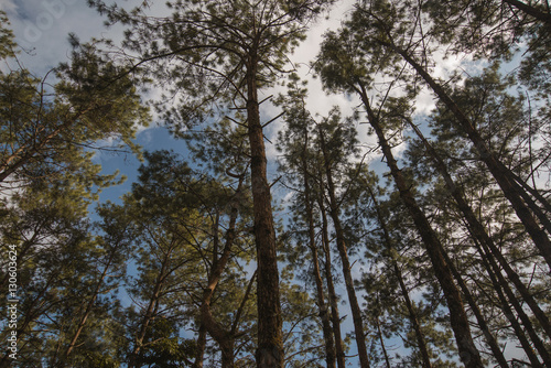 Pine forest. view of pine forest with sky in the north of Thailand.