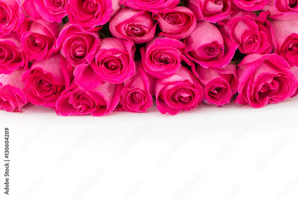 Obraz premium Pink roses isolated on white background