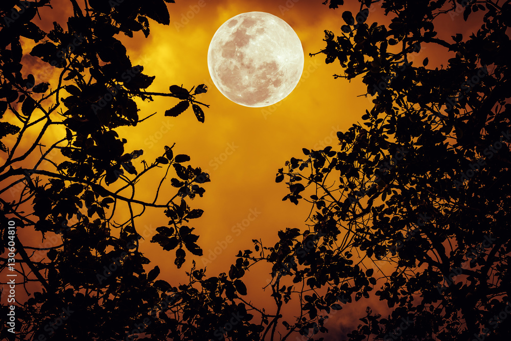 custom made wallpaper toronto digitalSilhouette the branches of trees against the night sky in a full moon