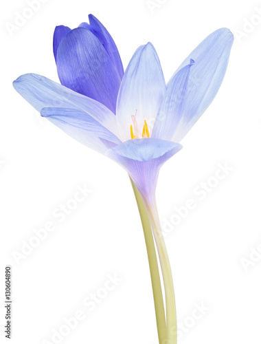 blue crocus two flower on white