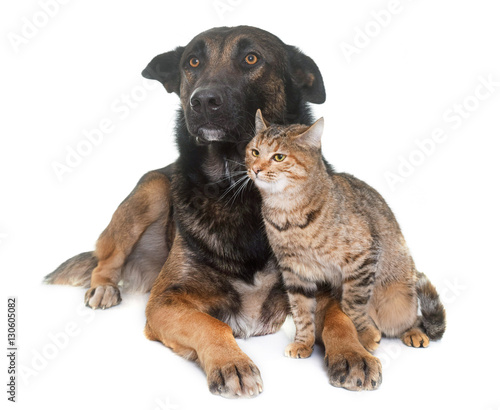 belgian shepherd malinois and cat