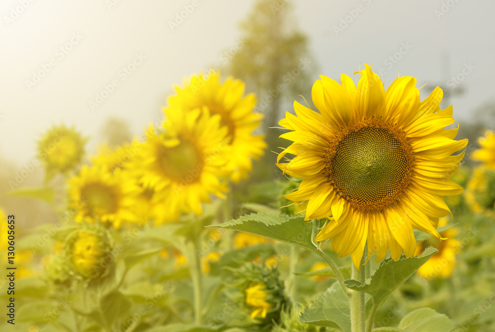 Obraz premium Sunflower field nature