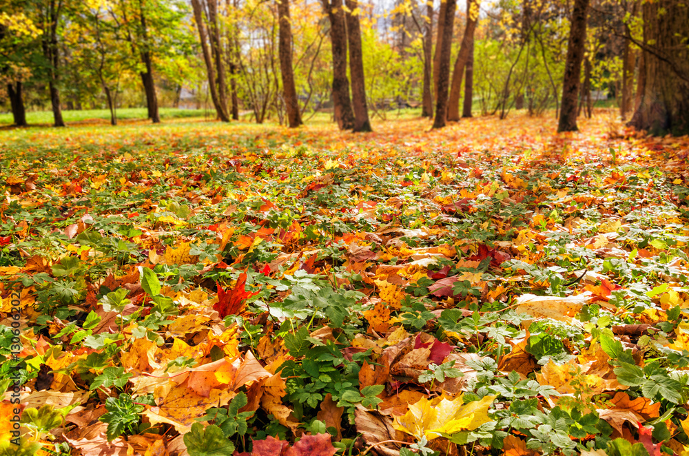 Autumn leaves carpet in the Catherine park in Tsarskoye Selo (Pushkin). Autumn leaves carpet in the Catherine park in Tsarskoye Selo (Pushkin).