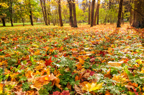 Autumn leaves carpet in the Catherine park in Tsarskoye Selo (Pushkin).