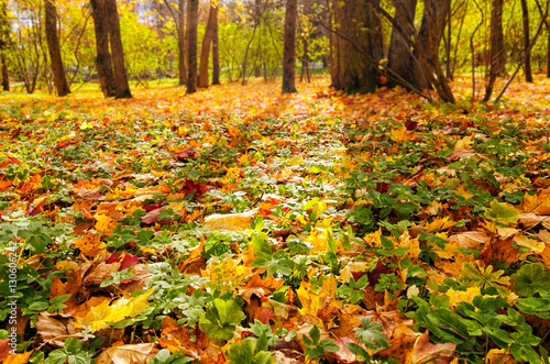 Autumn leaves carpet in the Catherine park in Tsarskoye Selo (Pushkin).