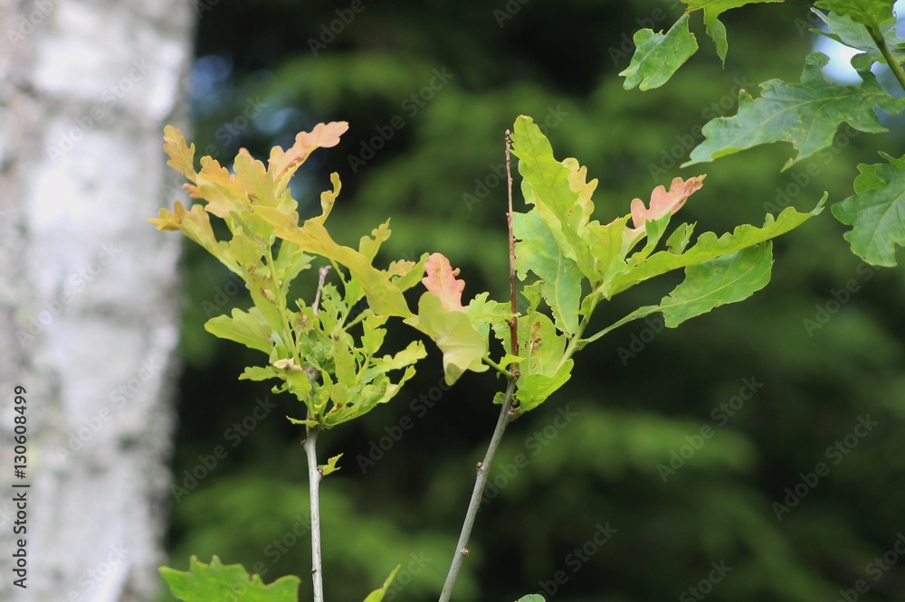 Fototapeta premium Young oak leaves and the trunk of a birch in the Nature reserve area Kinnekulle in Sweden, Western Gotland. Scandinavia, Europe