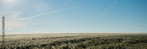 düngepflanzen auf einem feld photo