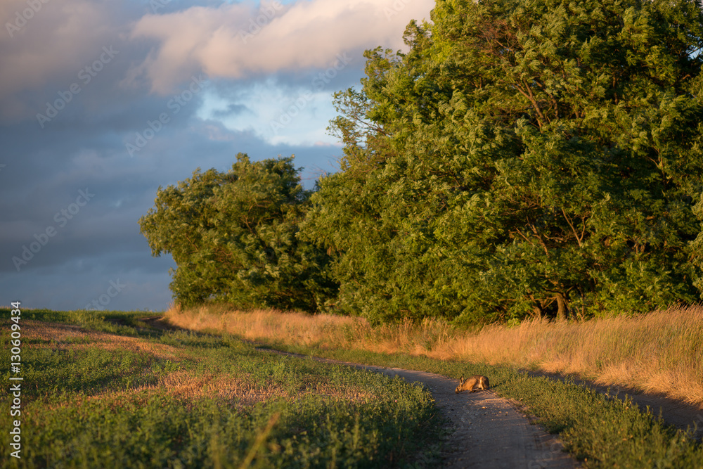 Fototapeta premium Country road with wild rabbit