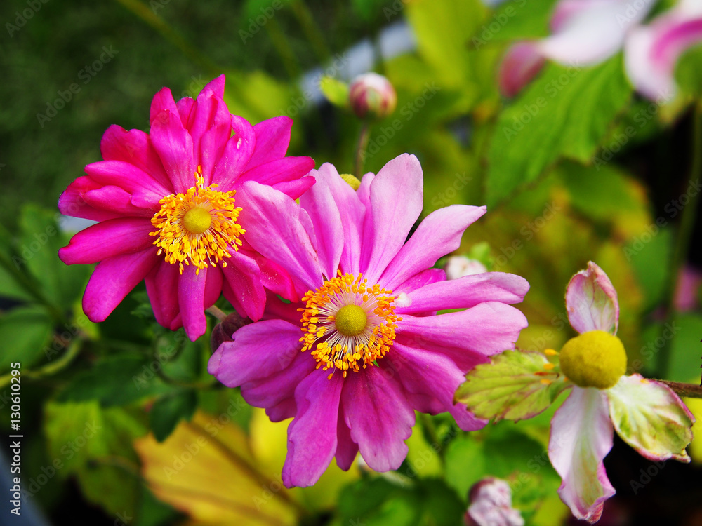 Obraz premium Anemone hupehensis var. japonica 'Prinz Heinrich' - Japanese anemone, thimbleweed, windflower 