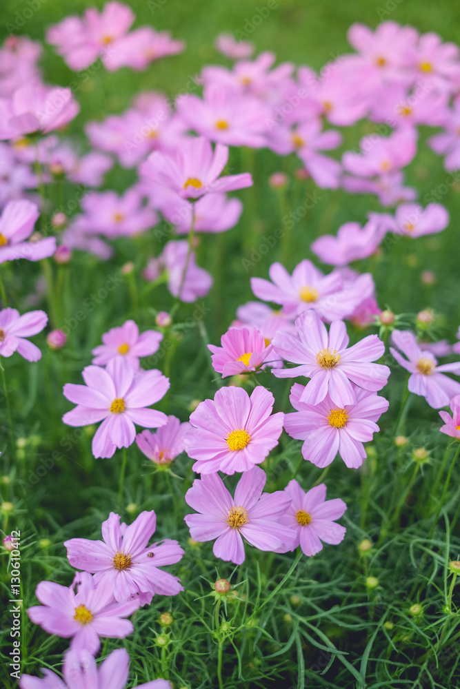 Pink Cosmos flower blooming in the garden abstract background - Shallow depth of field, Selective focus Pink Cosmos flower blooming in the garden abstract background - Shallow depth of field, Selective focus